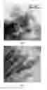 Fig. 03 - Rutile titanium dioxide nanoparticles and ordered acicular aggregates of same