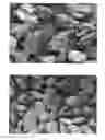 Fig. 01 - METHODS FOR PRODUCING FREE FLOWING DICARBOXYLIC ACID CRYSTALLINE CROPS