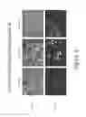 Fig. 08 - Fluorescent compounds and uses thereof