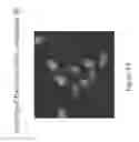 Fig. 17 - Fluorescent compounds and uses thereof