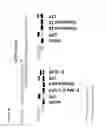Fig. 58 - SUBSTITUTED NUCLEOSIDES, NUCLEOTIDES AND ANALOGS THEREOF