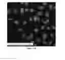 Fig. 22 - Stapled and stitched polypeptides and uses thereof
