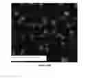 Fig. 23 - Stapled and stitched polypeptides and uses thereof