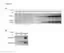 Fig. 13 - Polypeptides for treating and/or limiting influenza infection