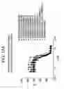 Fig. 22 - Inhibitory polypeptides specific to WNT inhibitors