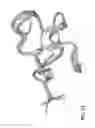 Fig. 52 - Potent and selective inhibitors of Nav1.7
