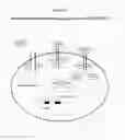 Fig. 14 - Modified animal erythropoietin polypeptides and their uses