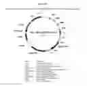 Fig. 30 - Modified animal erythropoietin polypeptides and their uses
