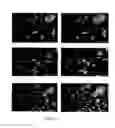 Fig. 53 - Non-hemolytic LLO fusion proteins and methods of utilizing same