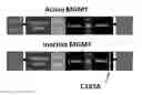 Fig. 01 - CHEMOTHERAPY-RESISTANT IMMUNE CELLS