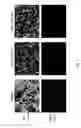 Fig. 02 - CHEMOTHERAPY-RESISTANT IMMUNE CELLS