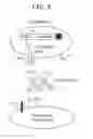 Fig. 18 - OX40L fusion proteins and uses thereof