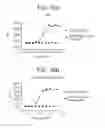 Fig. 20 - OX40L fusion proteins and uses thereof