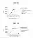 Fig. 22 - OX40L fusion proteins and uses thereof