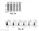 Fig. 02 - Novel Epitope for Switching to TH1 Cell and Use Thereof