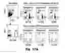 Fig. 32 - Novel Epitope for Switching to TH1 Cell and Use Thereof