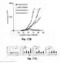 Fig. 33 - Novel Epitope for Switching to TH1 Cell and Use Thereof