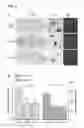 Fig. 22 - Compounds for treating neurodegenerative proteinopathies
