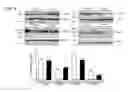 Fig. 27 - Compounds for treating neurodegenerative proteinopathies