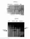 Fig. 08 - Modified Stefin A scaffold proteins