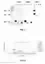 Fig. 02 - Human binding molecules capable of neutralizing influenza virus H5N1 and uses thereof