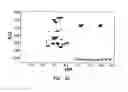 Fig. 35 - Reconstituted polypeptides
