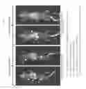 Fig. 50 - Antigen binding constructs to CD8