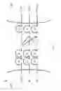 Fig. 41 - Methods of modulating immune function