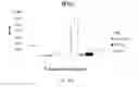 Fig. 63 - Methods of modulating immune function