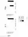 Fig. 67 - Methods of modulating immune function