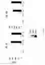 Fig. 69 - Methods of modulating immune function