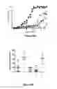 Fig. 09 - Proteins specific for BAFF and B7RP1 and uses thereof