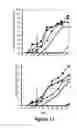 Fig. 12 - Proteins specific for BAFF and B7RP1 and uses thereof