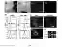Fig. 10 - Temperature-Responsive Polymer Compositions and Methods of Use