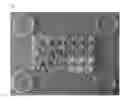 Fig. 02 - strains and the uses thereof