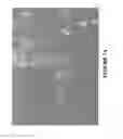 Fig. 08 - METHODS AND COMBINATION COMPRISING EUKARYOTIC CELLS AND RECOMBINANT SPIDER SILK PROTEIN
