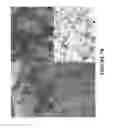 Fig. 09 - METHODS AND COMBINATION COMPRISING EUKARYOTIC CELLS AND RECOMBINANT SPIDER SILK PROTEIN