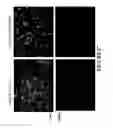 Fig. 19 - METHODS AND COMBINATION COMPRISING EUKARYOTIC CELLS AND RECOMBINANT SPIDER SILK PROTEIN