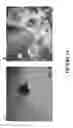 Fig. 27 - METHODS AND COMBINATION COMPRISING EUKARYOTIC CELLS AND RECOMBINANT SPIDER SILK PROTEIN