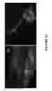 Fig. 30 - METHODS AND COMBINATION COMPRISING EUKARYOTIC CELLS AND RECOMBINANT SPIDER SILK PROTEIN