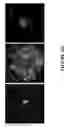 Fig. 33 - METHODS AND COMBINATION COMPRISING EUKARYOTIC CELLS AND RECOMBINANT SPIDER SILK PROTEIN