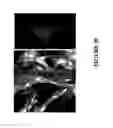 Fig. 43 - METHODS AND COMBINATION COMPRISING EUKARYOTIC CELLS AND RECOMBINANT SPIDER SILK PROTEIN