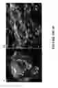 Fig. 46 - METHODS AND COMBINATION COMPRISING EUKARYOTIC CELLS AND RECOMBINANT SPIDER SILK PROTEIN