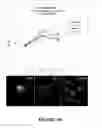 Fig. 47 - METHODS AND COMBINATION COMPRISING EUKARYOTIC CELLS AND RECOMBINANT SPIDER SILK PROTEIN