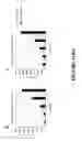 Fig. 49 - METHODS AND COMBINATION COMPRISING EUKARYOTIC CELLS AND RECOMBINANT SPIDER SILK PROTEIN