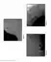 Fig. 02 - Isolation, cultivation and uses of stem/progenitor cells