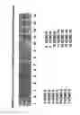 Fig. 12 - Isolation, cultivation and uses of stem/progenitor cells