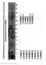 Fig. 19 - Isolation, cultivation and uses of stem/progenitor cells