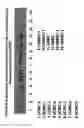 Fig. 23 - Isolation, cultivation and uses of stem/progenitor cells