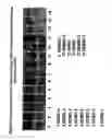 Fig. 27 - Isolation, cultivation and uses of stem/progenitor cells